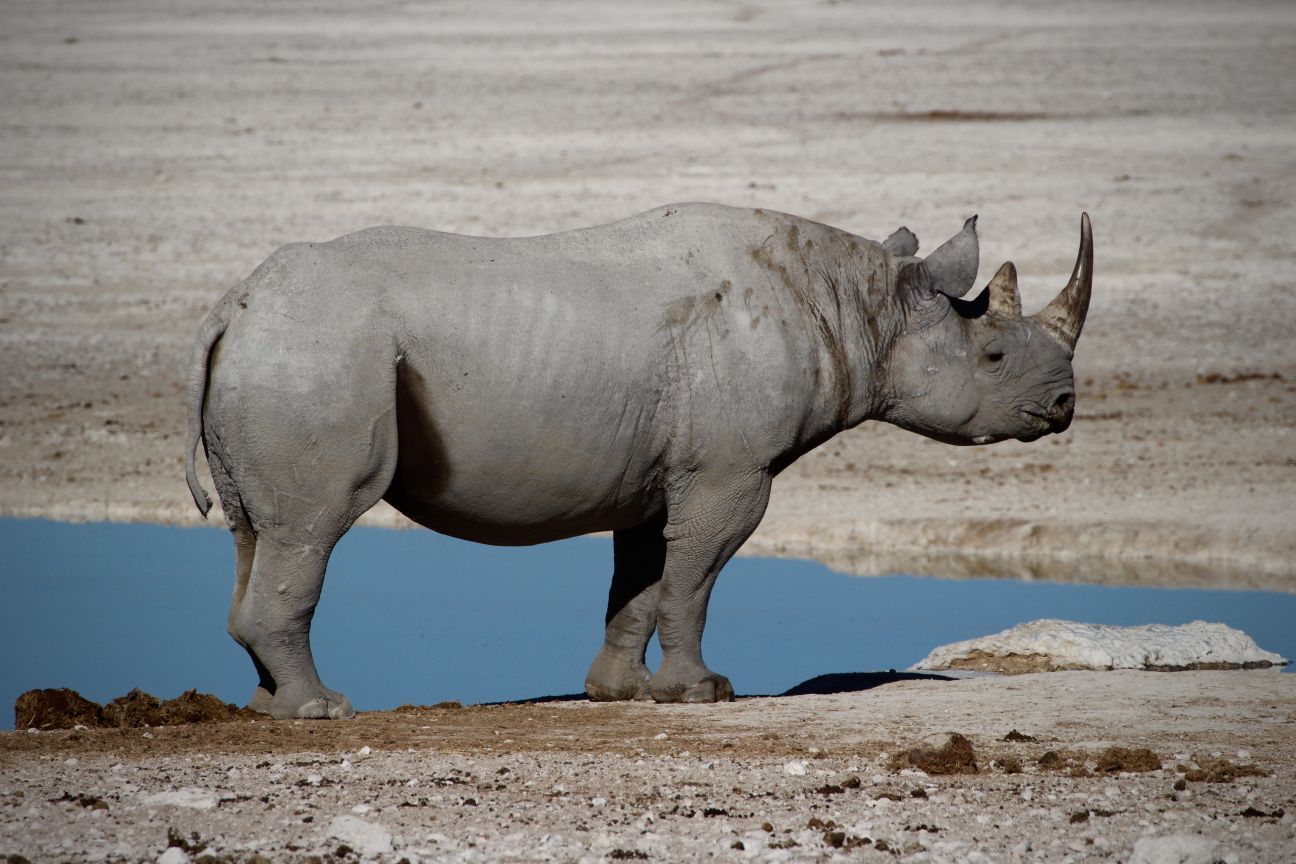 SAFARI Rare Black Rhino